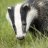 Ceramic Badger